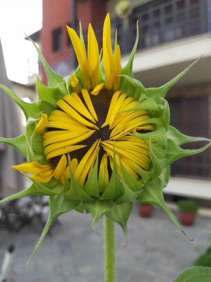 Helianthus Guesthouse Амоляни Екстериор снимка