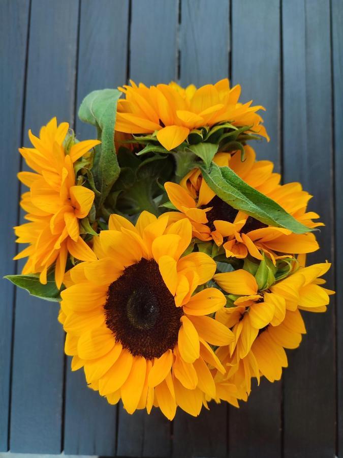 Helianthus Guesthouse Амоляни Екстериор снимка